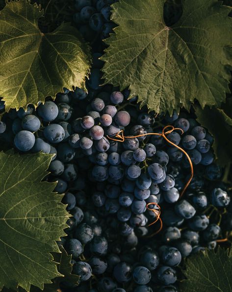 How Oregon's Willamette Valley Became the Mecca for Pinot Noir — Veranda David Hill, Pinot Noir Grapes, Jeff Lewis, Willamette Valley, Pinot Noir, Mecca, Alchemy, Master Class, Engagement Session