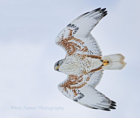 Ferruginous Hawk Fly-by Ferruginous Hawk, High School Science Teacher, Raptors Bird, Hawk Bird, Beautiful Field, Bird Identification, Burrowing Owl, Random Aesthetics, Animal Guides