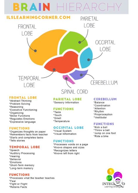 Brain Anatomy And Function, Brain Project, Brain Diagram, Brain Regions, Studie Hacks, Nursing 101, Psychology Notes, Encouraging Art, Psychology Studies