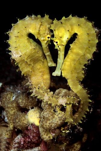 " Seahorses , they mate for life! Male Seahorse, Fauna Marina, Beautiful Sea Creatures, Underwater Creatures, Sea Dragon, Underwater Life, Water Life, Sea Horse, Seahorses