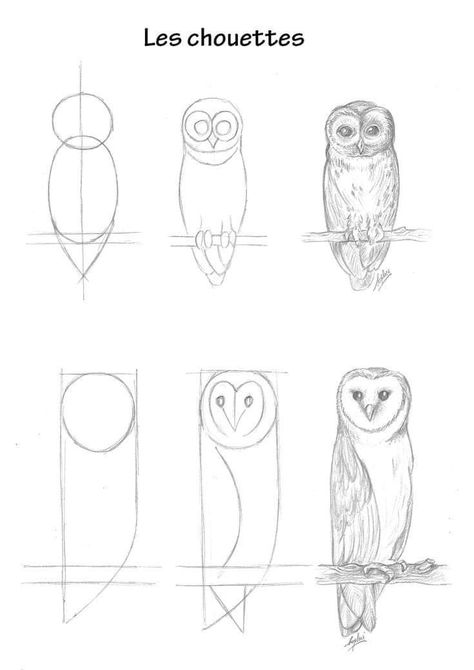 Sketching Animals For Beginners, How To Sketch A Bird Step By Step, Owl Drawings Easy, Owl Drawing Simple Step By Step, Owl Drawing Sketches Simple, Owl Drawing Tutorial, Drawing Owls Easy Step By Step, Animal Drawing Tutorial Step By Step, How To Draw Owls