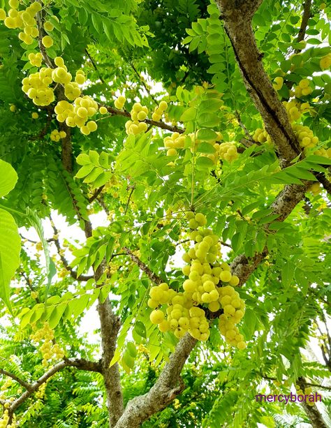 Star gooseberry. In Assam it's called powa amlokhi. Source of vitamin C and very benificial for skin.Pluck it, wash it ,season it with rock salt and pepper Star Gooseberry, Rock Salt, Vitamin C, Salt And Pepper, Grapes, Vitamins, Salt, Stuffed Peppers, Fruit