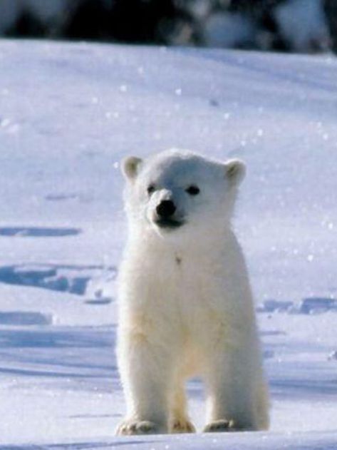 Small, cute polar bear in the glittering snow! | Baby polar bears, Cute polar bear, Polar bear Bear In Snow, Polar Bear Images, Bears Cute, Baby Polar Bear, Snow Bear, Baby Polar Bears, Bear Images, Cute Polar Bear, Bear Pictures