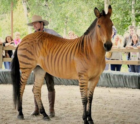 Zorse. A Zebra/Horse cross. Not a fan of Hybrids unless it is a Mule. Zorse Hybrid, Zebra Horse, Rare Horse Breeds, Unusual Horse, Rare Horses, Muar, Horse Colors, Most Beautiful Horses, Unusual Animals