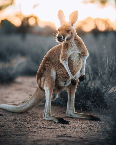 Australian Outback Animals, Aussie Animals, Kangaroo Art, Australia Kangaroo, Elephant Shrew, Australian Fauna, Australia Animals, Tasmanian Devil, Australian Wildlife