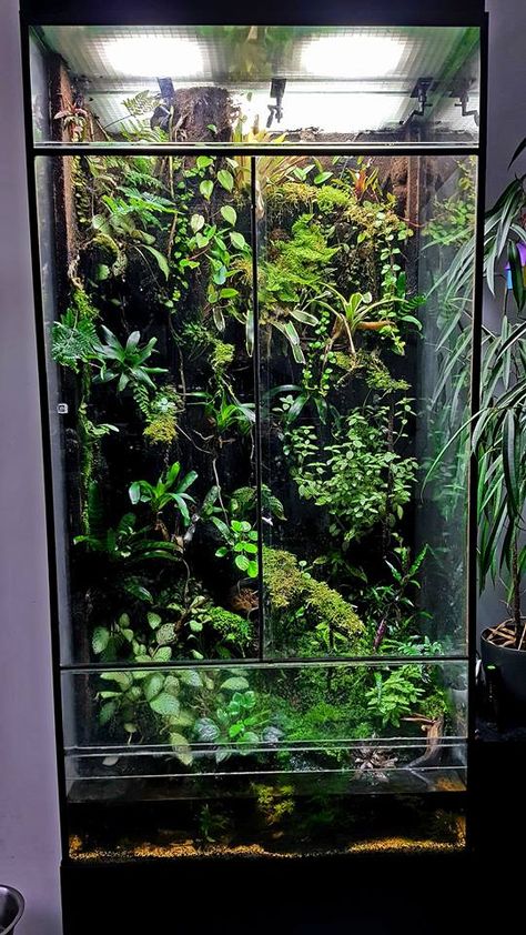 Glass Cabinet Terrarium, Tree Frog Terrarium, Bioactive Vivarium, Wall Terrarium, Tropical Terrariums, Frog Terrarium, Aquarium Garden, Amazing Aquariums, Fish Tank Terrarium