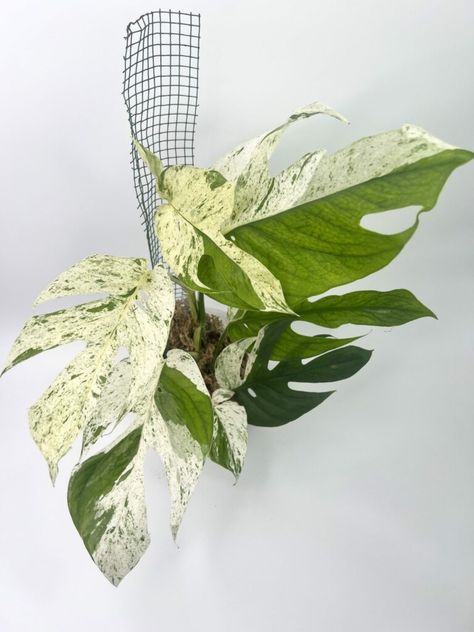 Mastering Care for Epipremnum Pinnatum Marble Variegated Epipremnum Pinnatum Marble, Marble Queen, Epipremnum Pinnatum, Professional Advice, Climbing Vines, Low Maintenance Plants, Water Me, Unique Plants, Yellow Leaves