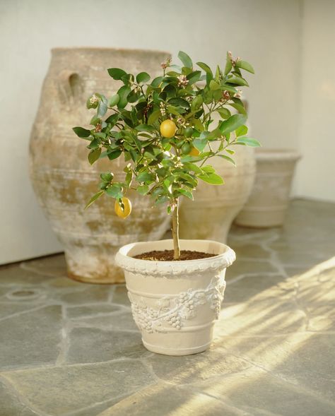 The Indoor Lemon Tree That’s Changed My Days (and Dinners!) at Home | Vogue Lemon Tree Potted, Indoor Lemon Tree, Meyer Lemon Tree, Dinner At Home, Lavender Plant, Bedroom Plants, Citrus Trees, Potted Trees, Low Maintenance Plants