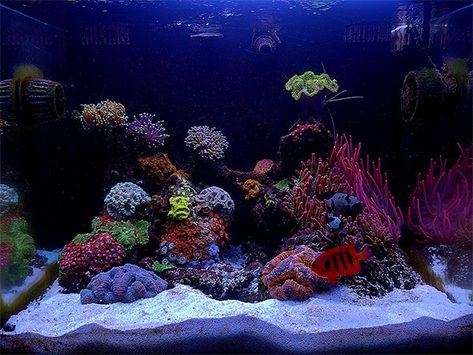 Matteo's 40 Gallon LPS & BTA Reef - November 2020 Featured Reef Aquarium Reef Aquascaping, Bubble Tip Anemone, Nano Reef Tank, Saltwater Aquarium Fish, Saltwater Fish Tanks, Marine Tank, Nano Aquarium, Salt Water Fish, Saltwater Tank