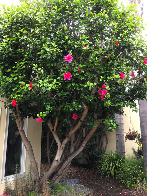 Hibiscus Bush Landscaping, Hibiscus Tree Landscaping, Hibiscus Garden Landscaping, Hibiscus Landscaping Ideas, Hibiscus Landscaping, California Gardening, Hibiscus Bush, Driveway Fence, Hibiscus Tree