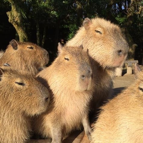 Capybara Pictures, Capybara Pet, Exotic Pet, Animal Icon, Cute Pets, Something Big, Newport News, Rodents, Animal Planet