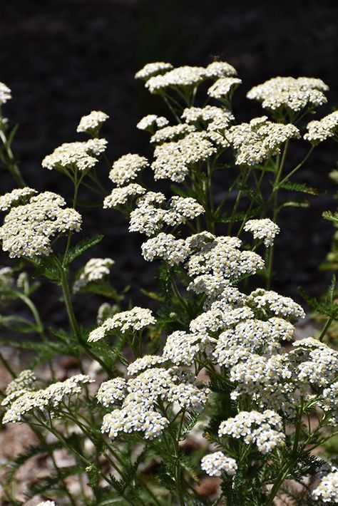 Achellia Flower, Yarrow Flower Aesthetic, Achillea Plant, Yarrow Aesthetic, Yarrow Garden, Achillea Flower, Native Garden Design, Common Yarrow, White Yarrow