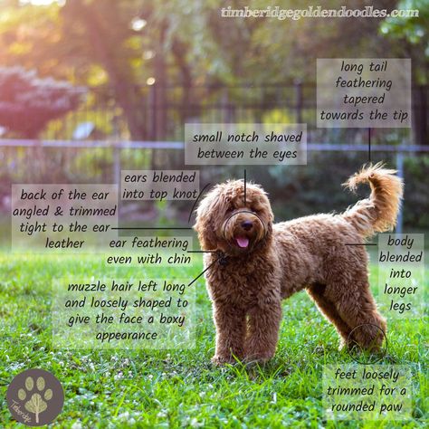 Teddy Bear Goldendoodle, Goldendoodle Haircuts, Goldendoodle Grooming, Dog Grooming Salons, Dog Clippers, Golden Retriever Mix, Grooming Salon, Mini Goldendoodle, Golden Doodle