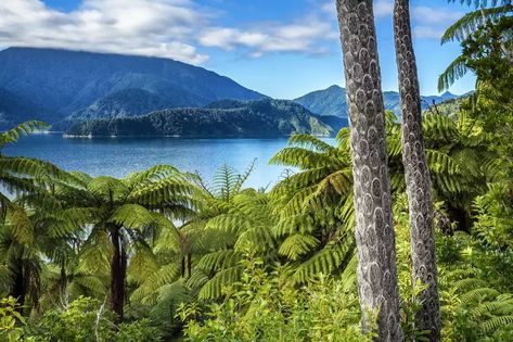 Marlborough Sounds New Zealand, Marlborough New Zealand, Marlborough Sounds, Strait Of Malacca, Lake Wanaka, New Zealand Landscape, Tree Fern, Large Tree, Kayak Trip