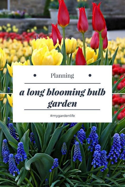 Bulb Layout Garden, Bulb Garden Plan, Bulb Landscaping Ideas, Spring Bulb Meadow, Layering Bulbs In Garden, Bulb Blooming Chart, 3 Season Bulb Garden, Bulb Flower Bed Design, Bulb Layering Gardens