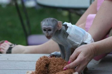 Capuchins Monkey Animals For Sale | Jacksonville, FL Capuchin Monkey Pet, Pet Monkey For Sale, Mini Piglets, Monkey Pet, Capuchin Monkeys, Monkeys For Sale, Finger Monkey, Marmoset Monkey, Miniature Pigs