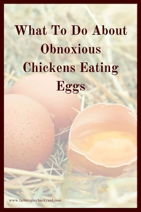 Raising a laying flock can be very rewarding, but it also comes with its fair share of frustrations. Your chickens should be laying you eggs every week, but what happens when they don’t? There are several reasons why you may not find eggs, and one of these is your chickens eating eggs. Raising Turkeys, Collecting Eggs, Raising Chicks, Raise Chickens, Chicken Eating, Laying Hens, Farm Eggs, Turkey Meat, Keeping Chickens