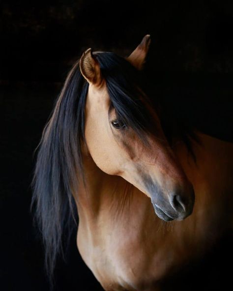 Meet The Real-Life Mustang That Inspired 'Spirit: Stallion of the Cimarron' Spirit Stallion Of The Cimarron Aesthetic, Horse Land, Buckskin Horses, Group Shifting, Spirit Horse Movie, Mustang Horses, Kiger Mustang, Spirit Stallion Of The Cimarron, Spirit The Horse