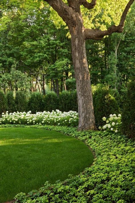 Layered border with evergreen Pachysandra, Annabelle Hydrangea and Evergreen Arborvitae back border. This is a more tailored approach to creating screening. Simple groupings of plants with a clean lawn edge. Hydrangea Landscaping, Annabelle Hydrangea, Have Inspiration, The Secret Garden, Traditional Landscape, Green Lawn, Garden Borders, White Gardens, Gorgeous Gardens