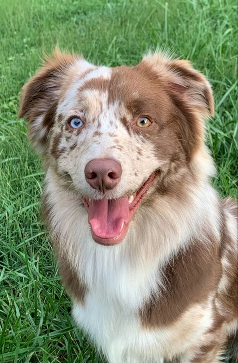 Aussie Red Merle, Brown Aussie, Border Collie Puppy Training, Show Dogs, Unique Dog Breeds, Spotted Dog, Aussie Puppies, Australian Shepherd Dogs, Really Cute Dogs