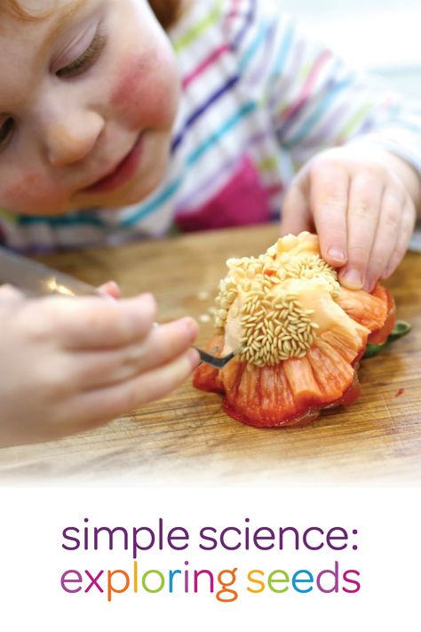 Science For Toddlers, Preschool Garden, Nutrition Activities, Simple Science, Food Activities, Easy Science Experiments, Easy Science, Preschool Science, Vegetable Seeds