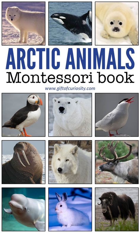 Arctic Animals Montessori Book - photo, description, and information on 14 different Arctic animals. This is a perfect Arctic learning resource for your Arctic unit study! | #Arctic #ArcticAnimals #Montessori #printable #polar #giftofcuriosity || Gift of Curiosity Arctic And Antarctic Animals, Antartica Animals, Arctic Animals Printables, Polar Animals Preschool, Winter Animals Preschool, Polar Activities, Arctic Animals Preschool, Antarctic Animals, Best Origami