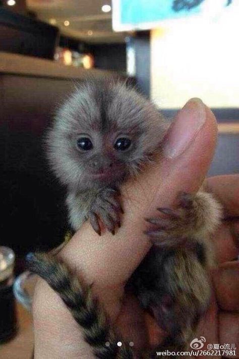 Monkey Habitat, Monkey Breeds, Monkey Species, Cute Monkey Pictures, Finger Monkey, Marmoset Monkey, Tiny Monkey, Small Monkey, Monkey Pictures