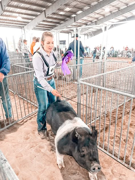 Show Pig Aesthetic, Pig Show Outfits, Livestock Aesthetic, 4h Pigs, Ffa Aesthetic, Pig Barn Ideas, Show Pig Barn, Livestock Show Outfits, Showing Pigs