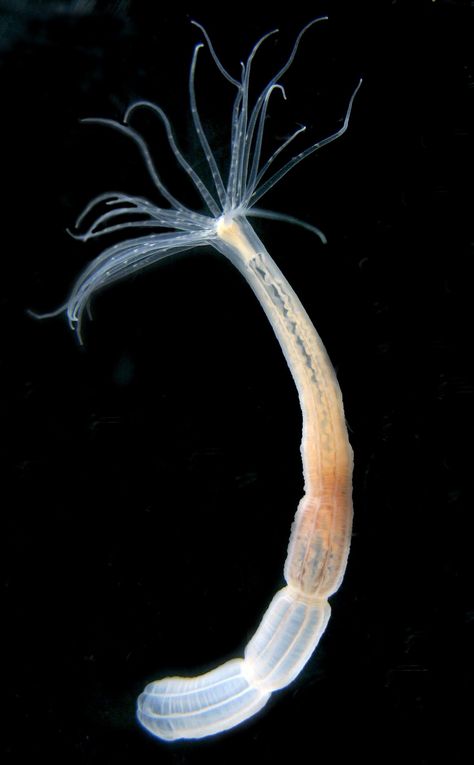 The sea anemone Nematostella vectensis is potentially immortal. Using molecular genetic methods, developmental biologists led by Ulrich Technau from the University of Vienna have now identified possible candidates for multipotent stem cells in the sea anemone for the first time. Protein Folding, University Of Vienna, Cnidaria, Sea Anemone, Ancient Animals, Regenerative Medicine, Animal Groups, Stem Cells, Genetic