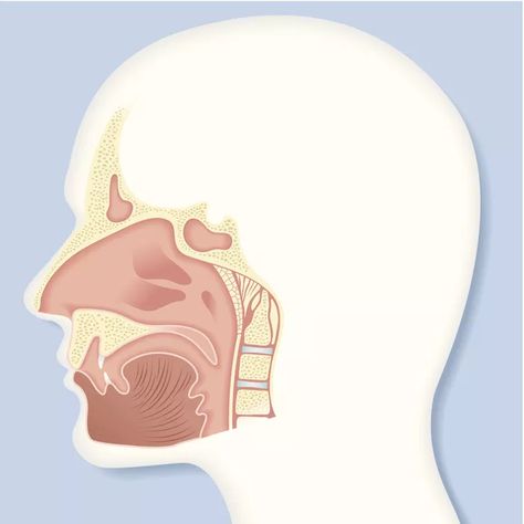 Nasal Cavity Anatomy, Facial Veins, Parts Of The Nose, Nasal Septum, Cold Or Allergies, Carotid Artery, Tissue Types, Hearing Problems, Upper Respiratory Infection