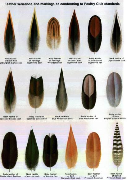 Feather Types Chicken Genetics Color Charts, Chicken Genetics, Chicken Anatomy, Feather Identification, Feather With Birds Tattoo, Types Of Feathers, Chicken Coloring, Raising Ducks, Silkie Chickens