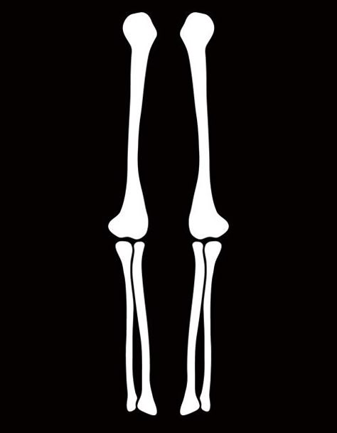 Skeleton Legs Drawing, Bones Reference, Leg Skeleton, Arm Stencil, Bones Illustration, Bones Design, Skeleton Arm, Arm Bones, Den Mrtvých