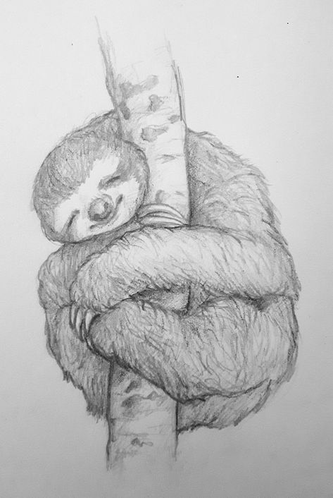 Graphite Sketches Easy, Sloth Drawings, Animal Realistic Sketch, Animals Sketches, Realistic Pencil Drawings Of Animals, Biro Animals Drawings, Rainforest Sketch, Animal Pencil Drawings, Giraffe Sketch