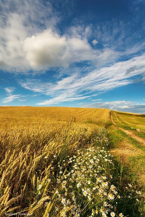 Poland. By Krystian Kiwacz. No copyright infringement intended. #poland #summer #summerlandscape #landscape #countryside #polonia #pologne Poland Countryside, Poland Landscape, Poland Summer, Poland Country, Landscape Countryside, Poland Travel, Warriors Cats, Summer Landscape, Warrior Cat