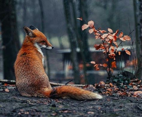 Fox Looking Down, Fox Side View, Red Fox Photography, Fox Pups, Fox Pictures, Foxes Photography, Spirit Animal Art, Fantastic Mr Fox, Fox Lover