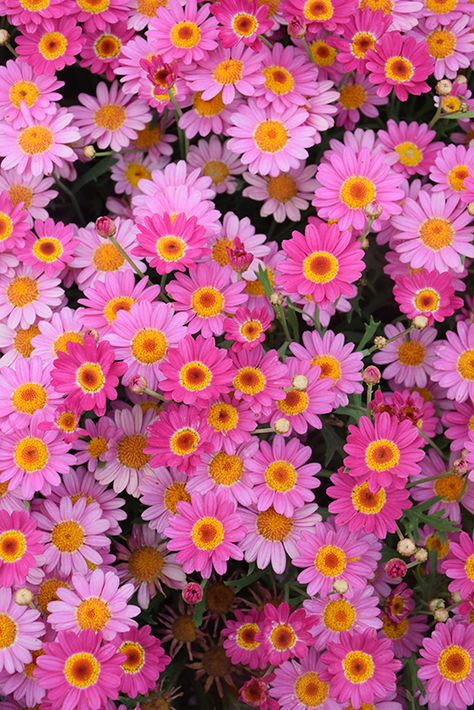 Madeira Deep Pink Marguerite Daisy (Argyranthemum frutescens 'Madeira Deep Pink') at Tagawa Gardens Madeira Flowers, Daisies Colorful, Pink Daisy Wallpaper, Deep Pink Flowers, Marguerite Daisy, Parker Colorado, Daisy Garden, Pink Daisies, Daisy Wallpaper