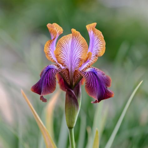 Iris Flower Reference, Natural Flowers Images, Plant Reference Photos, Iris Garden Ideas, Iris Reference, Iris Flowers Garden, Iris Varieties, Iris Plant, Irises Flowers