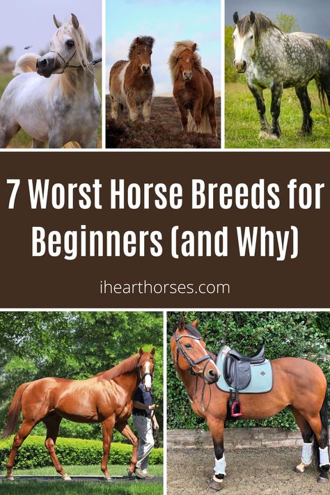 7 Worst Horse Breeds for Beginners (and Why) pinterest image. List Of Farm Animals, Types Of Horses Breeds Chart, Different Types Of Horses, Types Of Horses Breeds, Horses For Beginners, Horse Breeds For Beginners, Best Horse Breeds, Common Horse Breeds, Hanoverian Horses