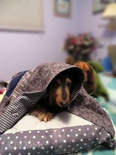 MY TAKE : Make your dachshund a tunnel bed / cuddle bed!  Weiner dogs love to burrow, and this cute bed gives them somewhere to tunnel. (Plus it's totally machine washable!) #puppy #dog Puppy pocket Cave bed Dachshund Bed, Cuddle Bed, Cute Bed, Weiner Dogs, Dapple Dachshund, Long Haired Dachshund, Cool Dog Beds, Weenie Dogs, Dogs Love