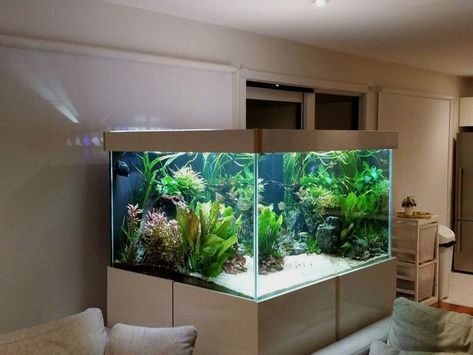 Big Fish Tanks, Fish Tank Wall, Aquarium Diy, Aquarium Cabinet, Partition Ideas, Wall Aquarium, Amazing Aquariums, Fish Tank Design, Fresh Water Fish Tank