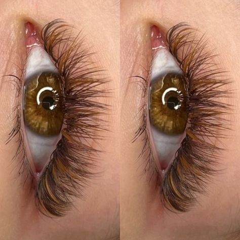 Brown And Black Lash Extensions Mixed, Brown Black Lash Extensions, Brown Eyelash Extensions Lashes, Black And Brown Lash Extensions, Brown Hybrid Lash Extensions, Brown And Black Lash Extensions, Brown Classic Lash Extensions, Brown Eyelashes Extensions, Orange Lash Extensions