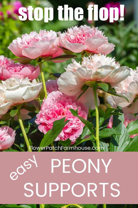 Diy Peony, Peony Flower Garden, Peony Support, Peony Care, Peony Bush, Planting Peonies, Growing Peonies, Peonies Garden, Flower Care