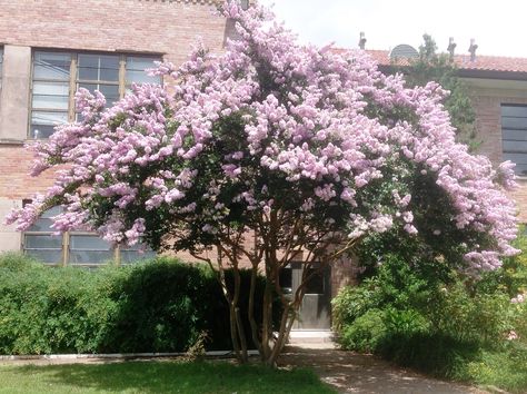 Full Sun Flowers, Crepe Myrtle, Zone 7, Garden Centers, Sun Flowers, Crape Myrtle, Desert Plants, House Landscape, Community Gardening