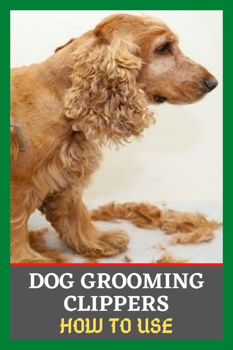 Your dog needs a trim, and you have bought some professional dog clippers? This article will guide you on how to use dog grooming clippers. #dogtreatment #guide #dogcare #dogcaretips Dog Trimming Pet Grooming, How To Use Dog Clippers, Golden Retriever Grooming, Dog Grooming Clippers, Dog Clippers, Long Haired Dogs, Dog Needs, Lazy Dog, Dog Care Tips