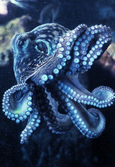 Aesthetic Octopus, Something In The Water, Jellyfish Photography, Jellyfish Drawing, Deep Sea Creatures, Octopus Art, Beautiful Sea Creatures, Underwater Creatures, Underwater Life