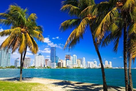 Miami Skyline, Tampa Bay Florida, Places In Florida, Florida City, Moving To Florida, Skyline View, Florida Vacation, Tampa Florida, Venice Beach