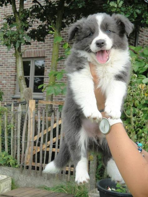 Adorable Grey/Blue Border Collie Collie Puppies, Border Collie Puppies, Labrador Retriever Puppies, Border Collie Dog, Herding Dogs, Collie Dog, Australian Shepherd, Beautiful Dogs, 귀여운 동물