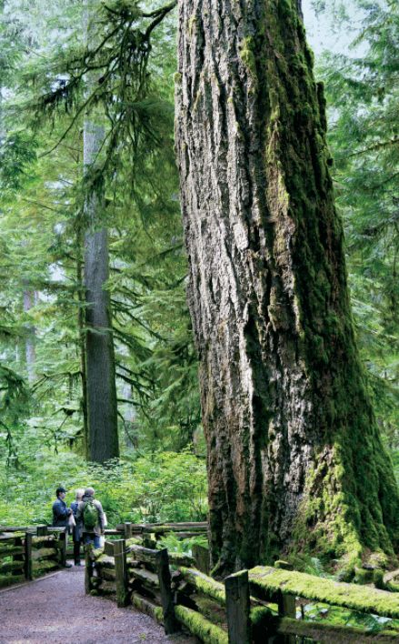 Cedar Trees, Tree Images, Beach Adventure, British Heritage, 20 Century, Gap Year, Island Travel, Vancouver Island, Travel And Tourism