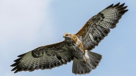 Common Buzzard, Hawk Bird, Buzzard, Dream Symbols, Dream Interpretation, Spiritual Meaning, Birds Of Prey, Bird Watching, Spirit Animal