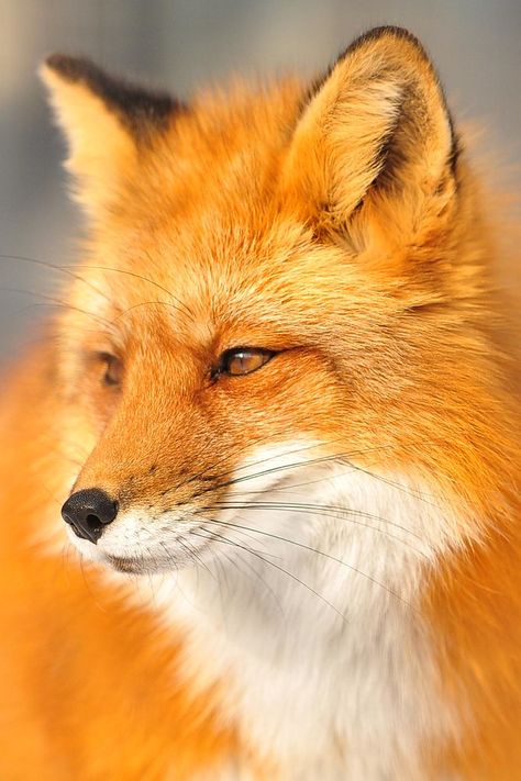 Art Guy, Fabulous Fox, Fox Pictures, Fox Lover, Photo To Art, Film Disney, Orange Fox, Pet Fox, Wild Dogs